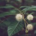 Buttonbush